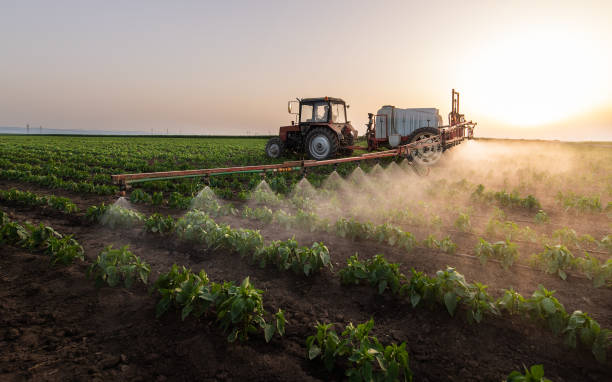 Best Spider Control  in Dalhart, TX